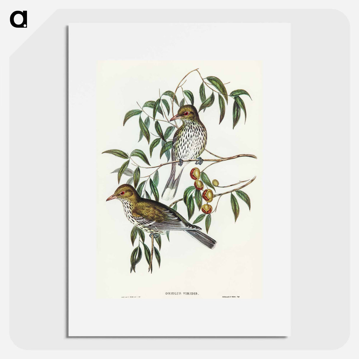 アートポスター-New South Wales Oriole
- オーストラリアの鳥 Poster.