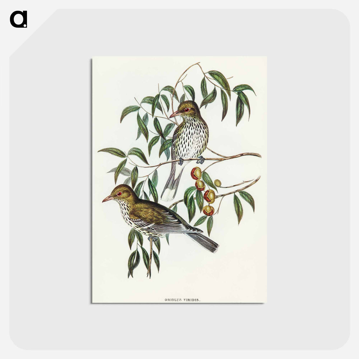 アートポストカード-New South Wales Oriole
- オーストラリアの鳥 Postcard.
