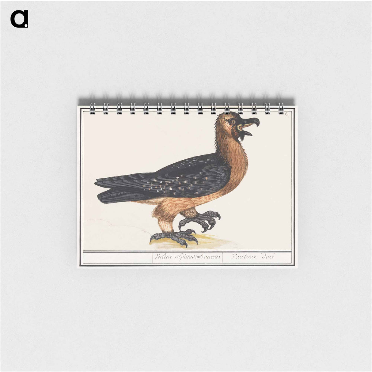 アートメモ帳-Bearded vulture - アンセルムス ボエティウス デ ブート Memo.