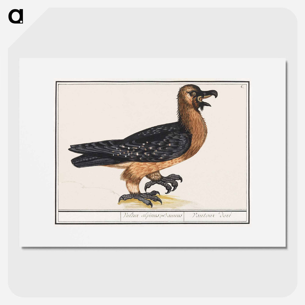 Bearded vulture - アンセルムス ボエティウス デ ブート Poster.