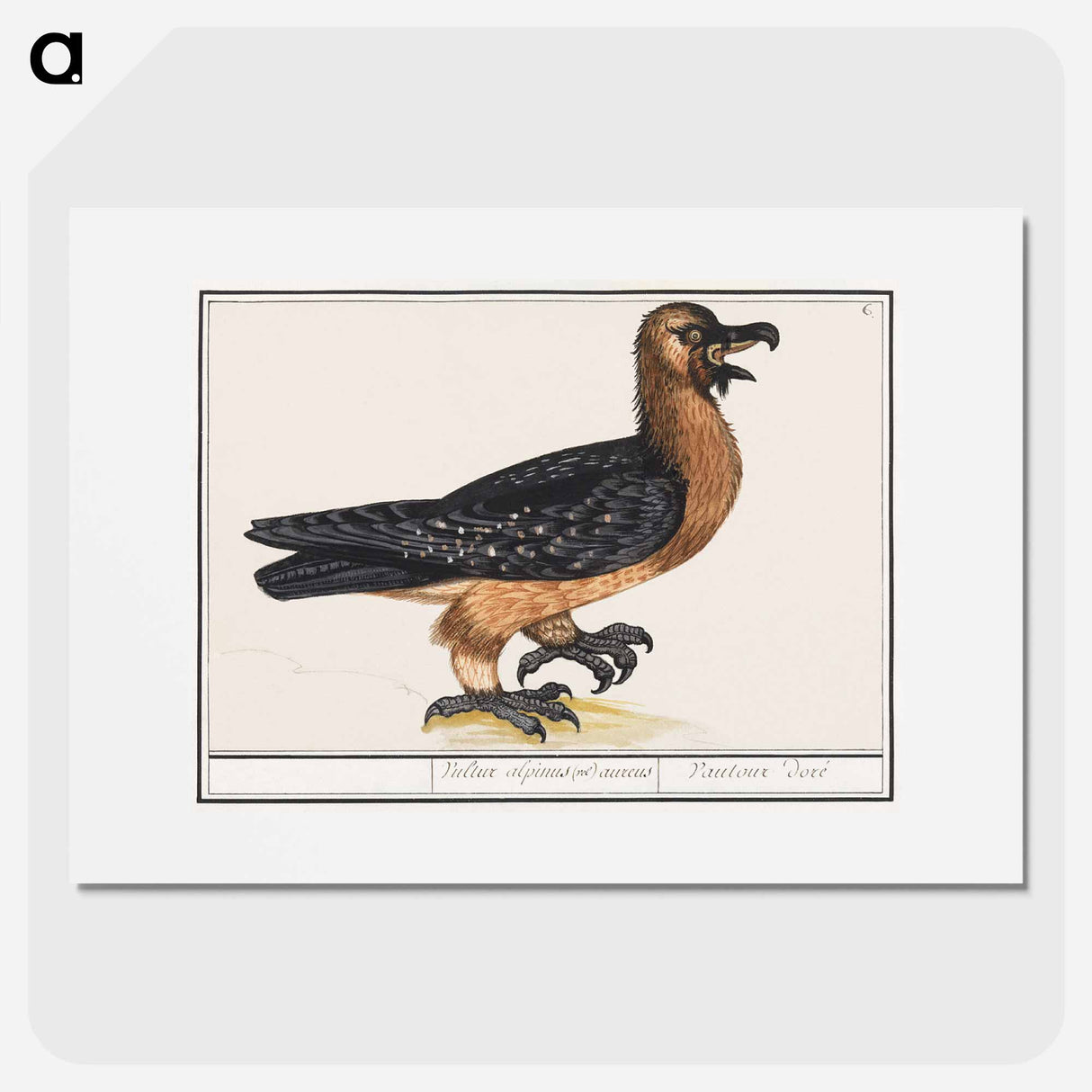 アートポスター-Bearded vulture - アンセルムス ボエティウス デ ブート Poster.