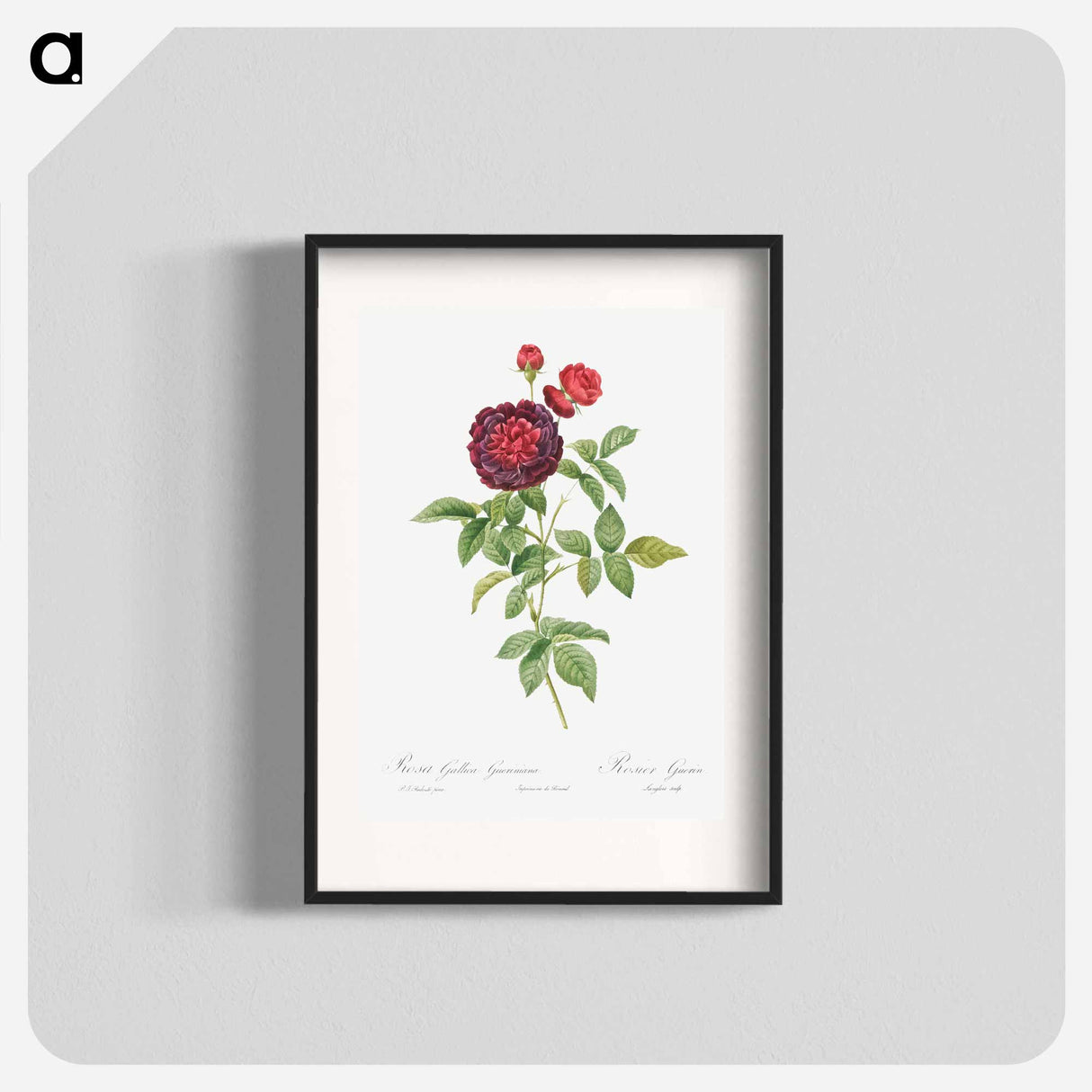 Guerin's Rose - Pierre Joseph Redouté Poster.