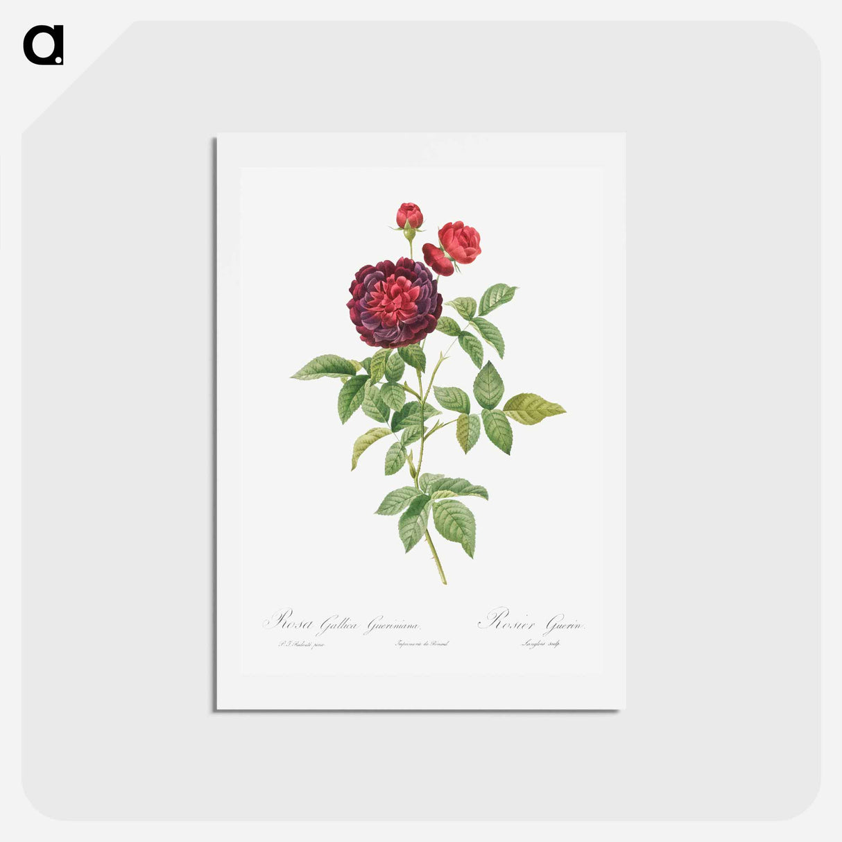 アートポストカード-Guerin's Rose - ピエール ジョゼフ ルドゥーテ Postcard.