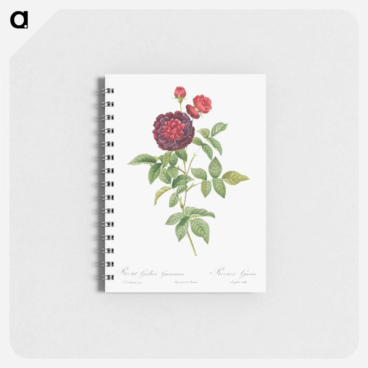 Guerin's Rose - ピエール ジョゼフ ルドゥーテ Memo.