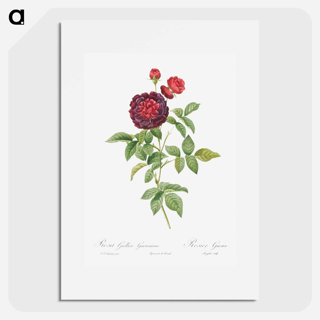 Guerin's Rose - Pierre Joseph Redouté Poster.