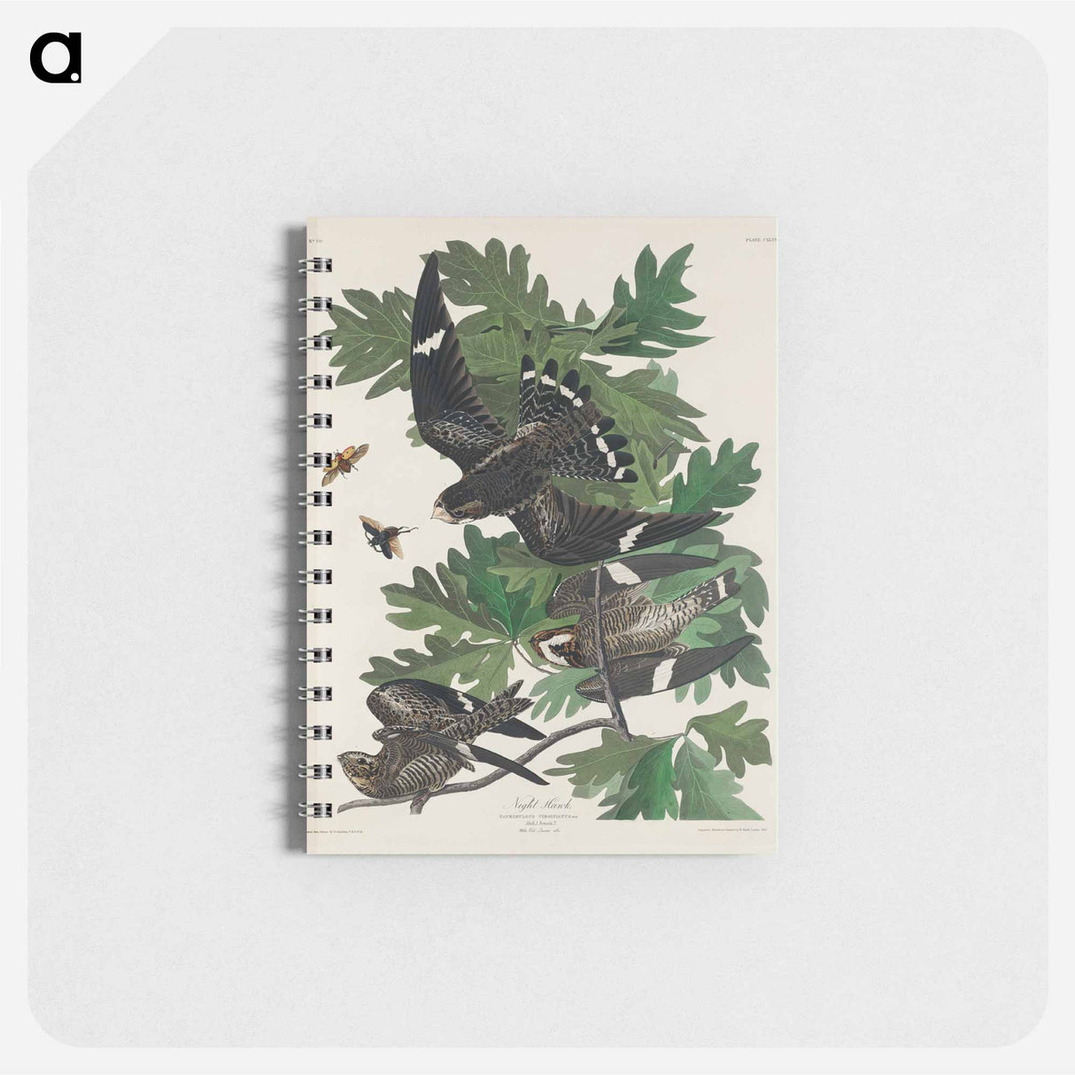 アートメモ帳-Night Hawk from Birds of America
- アメリカの鳥たち Memo.