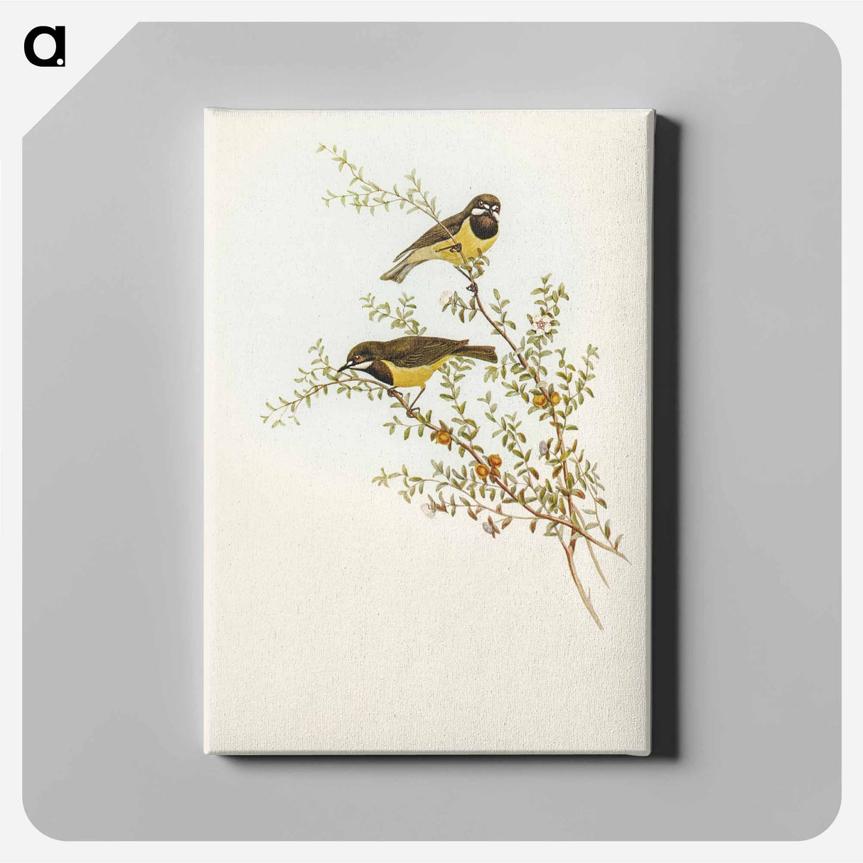 Masked Gerygone
- オーストラリアの鳥 Canvas.