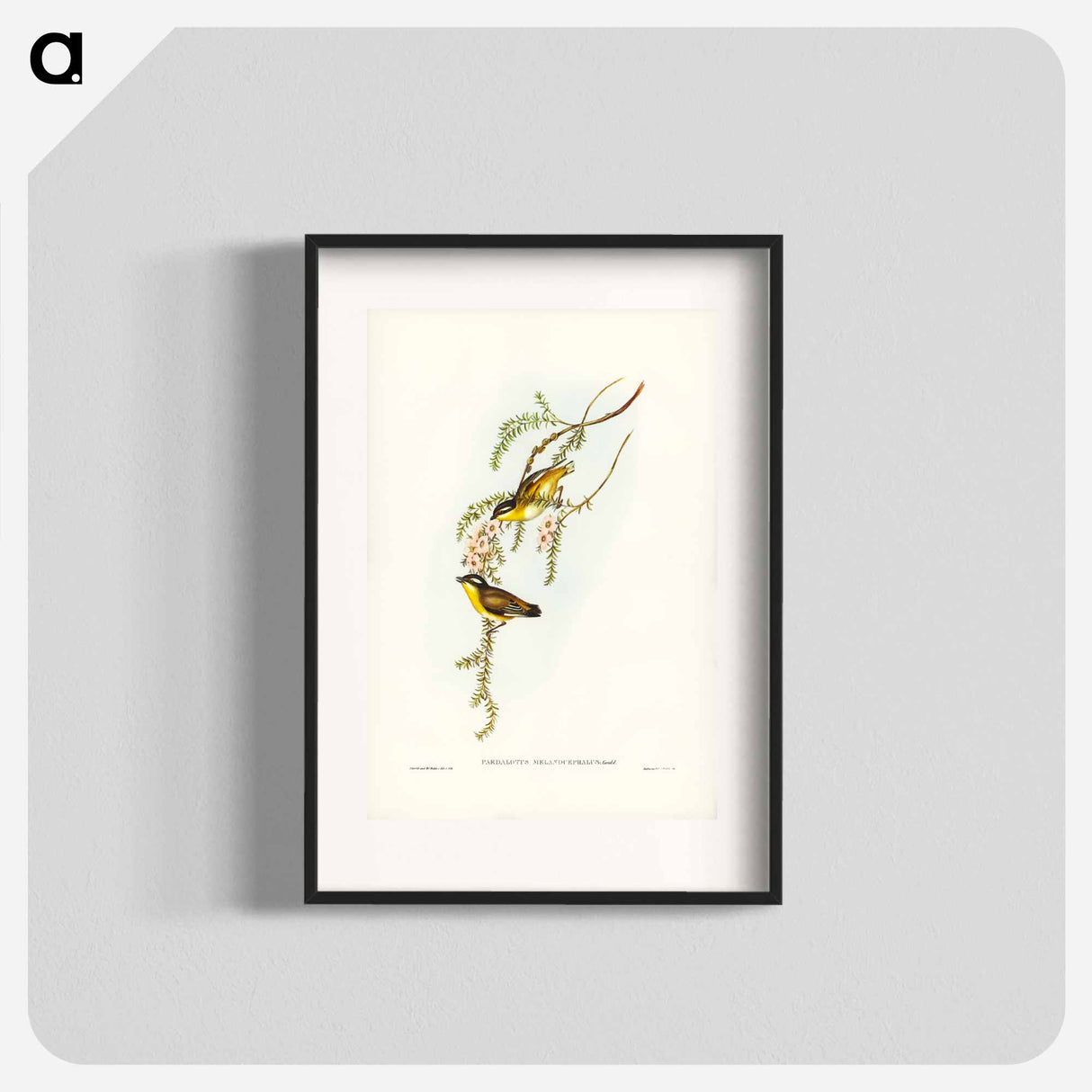アートポスター-Black-headed Pardalote
- ジョン グールド Poster.