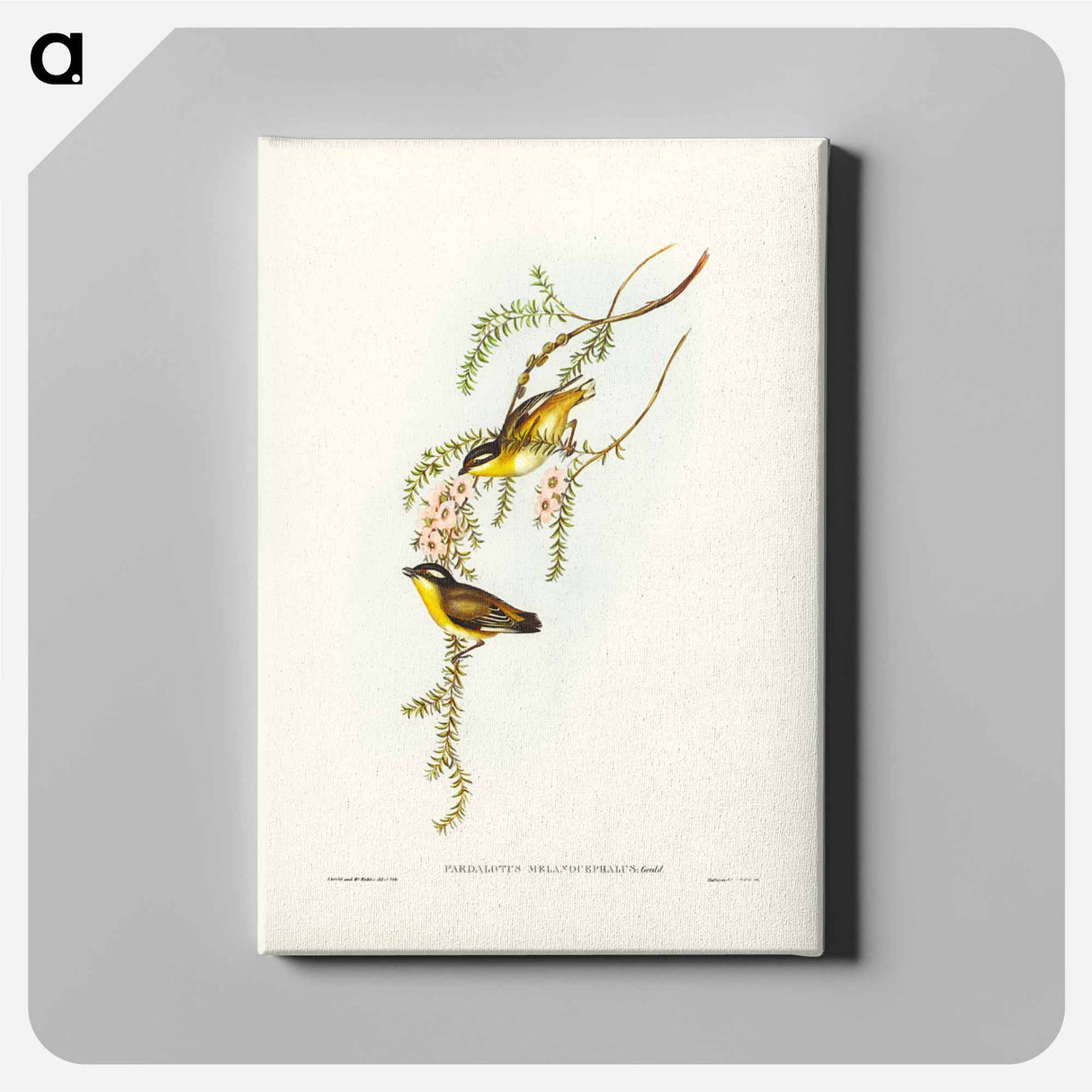 アートパネル-Black-headed Pardalote
- ジョン グールド Canvas.