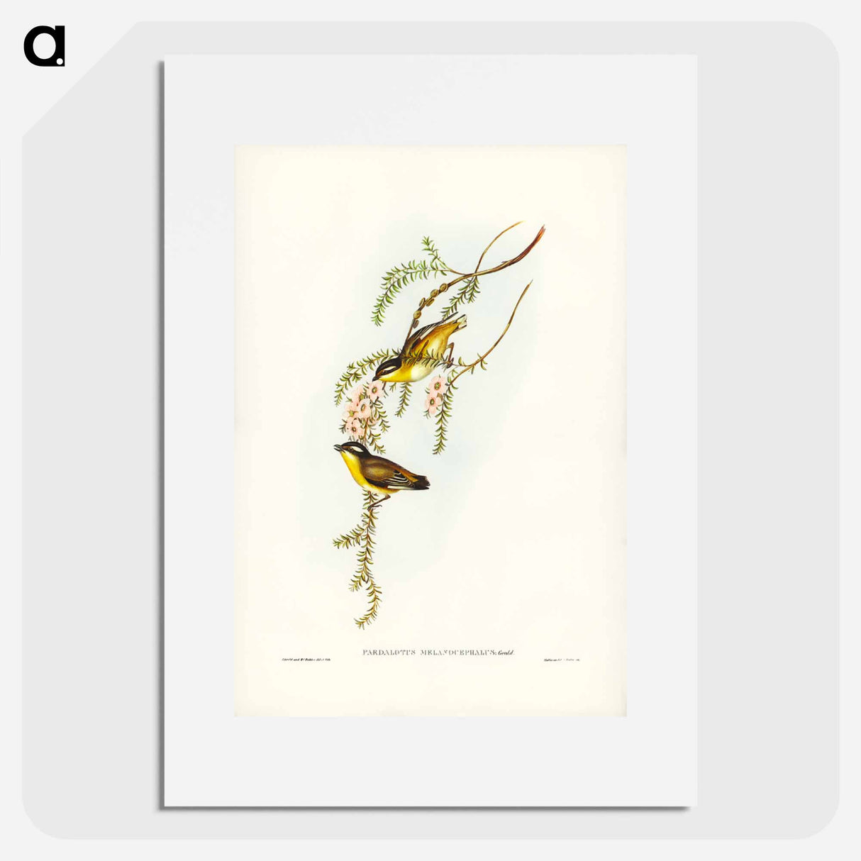 アートポスター-Black-headed Pardalote
- ジョン グールド Poster.
