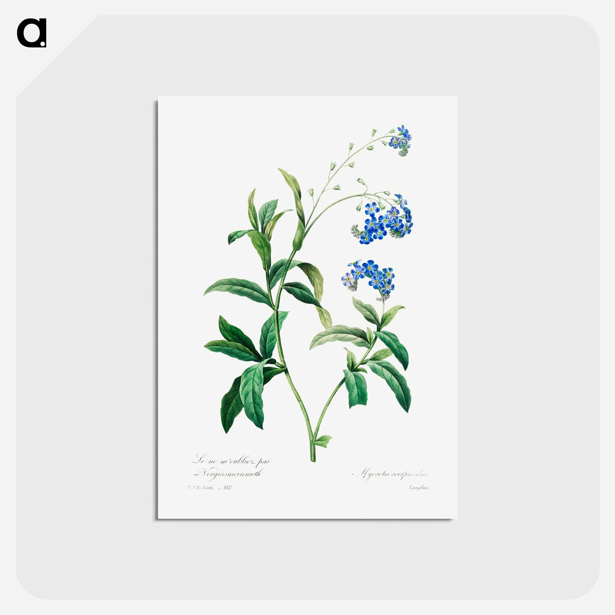 アートポストカード-Forget me not - ピエール ジョゼフ ルドゥーテ Postcard.