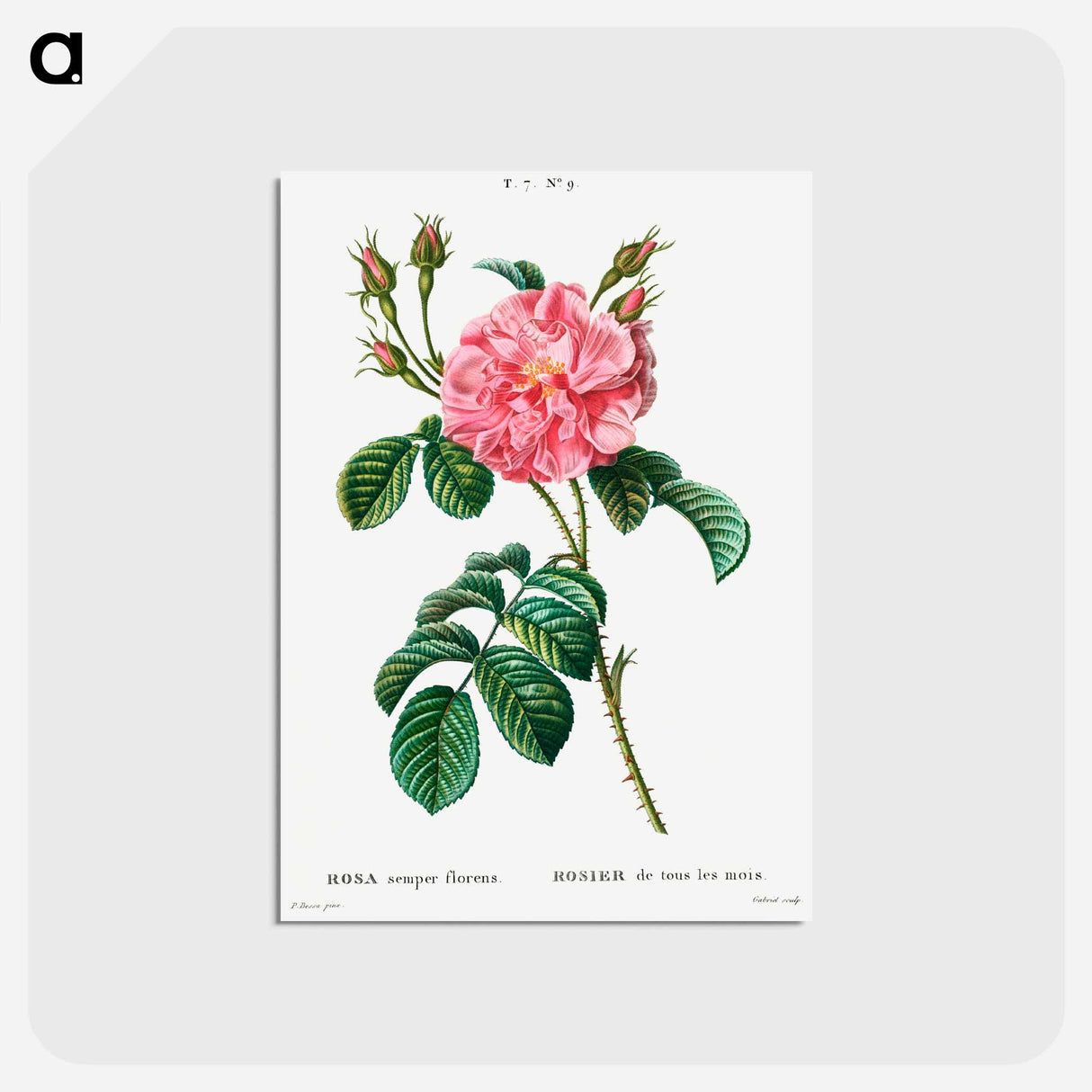アートポストカード-Ever-blowing Rose - ピエール ジョゼフ ルドゥーテ Postcard.