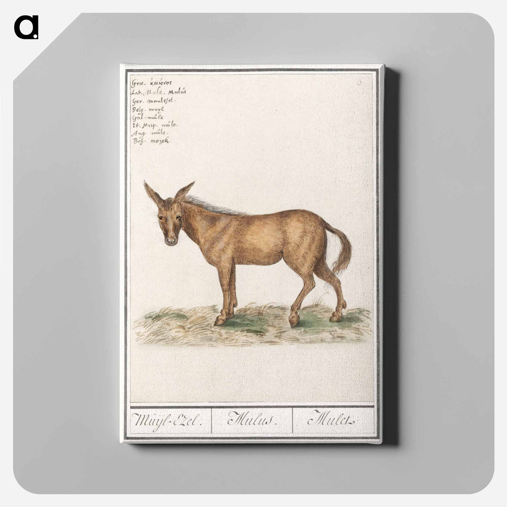 Mule - アンセルムス ボエティウス デ ブート Canvas.