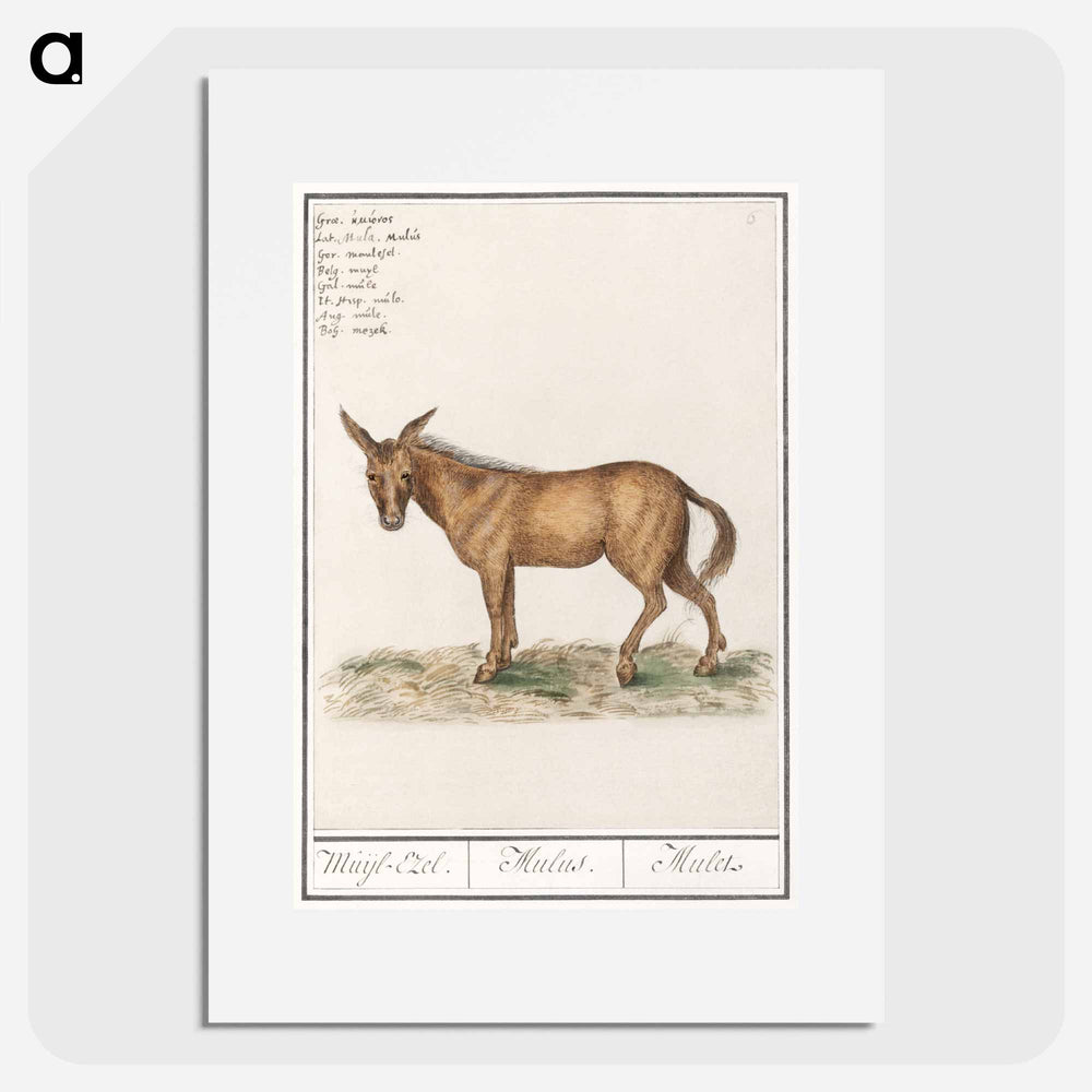 Mule - アンセルムス ボエティウス デ ブート Poster.
