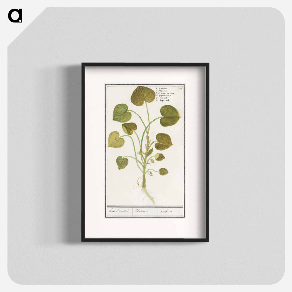 Mansoor, Asarum europaeum - アンセルムス ボエティウス デ ブート Poster.