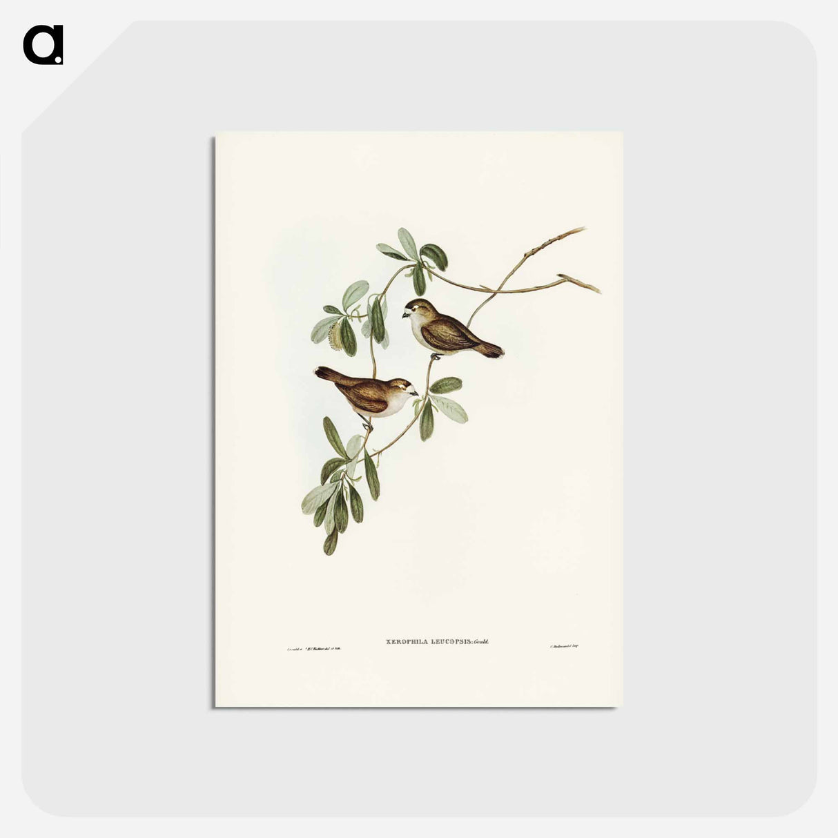アートポストカード-White-faced Xerophila
- ジョン グールド Postcard.