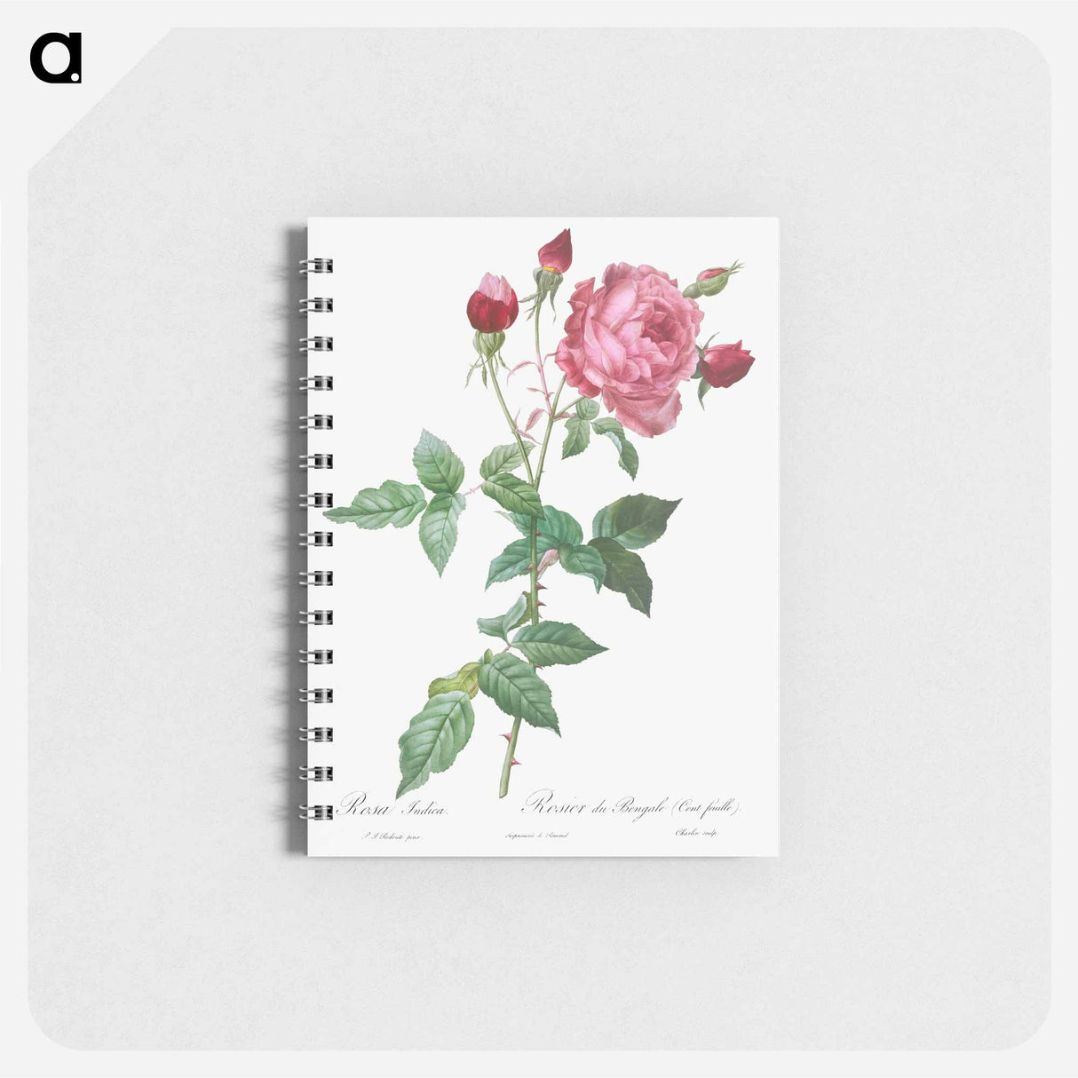 Provence Rose - ピエール ジョゼフ ルドゥーテ Memo.