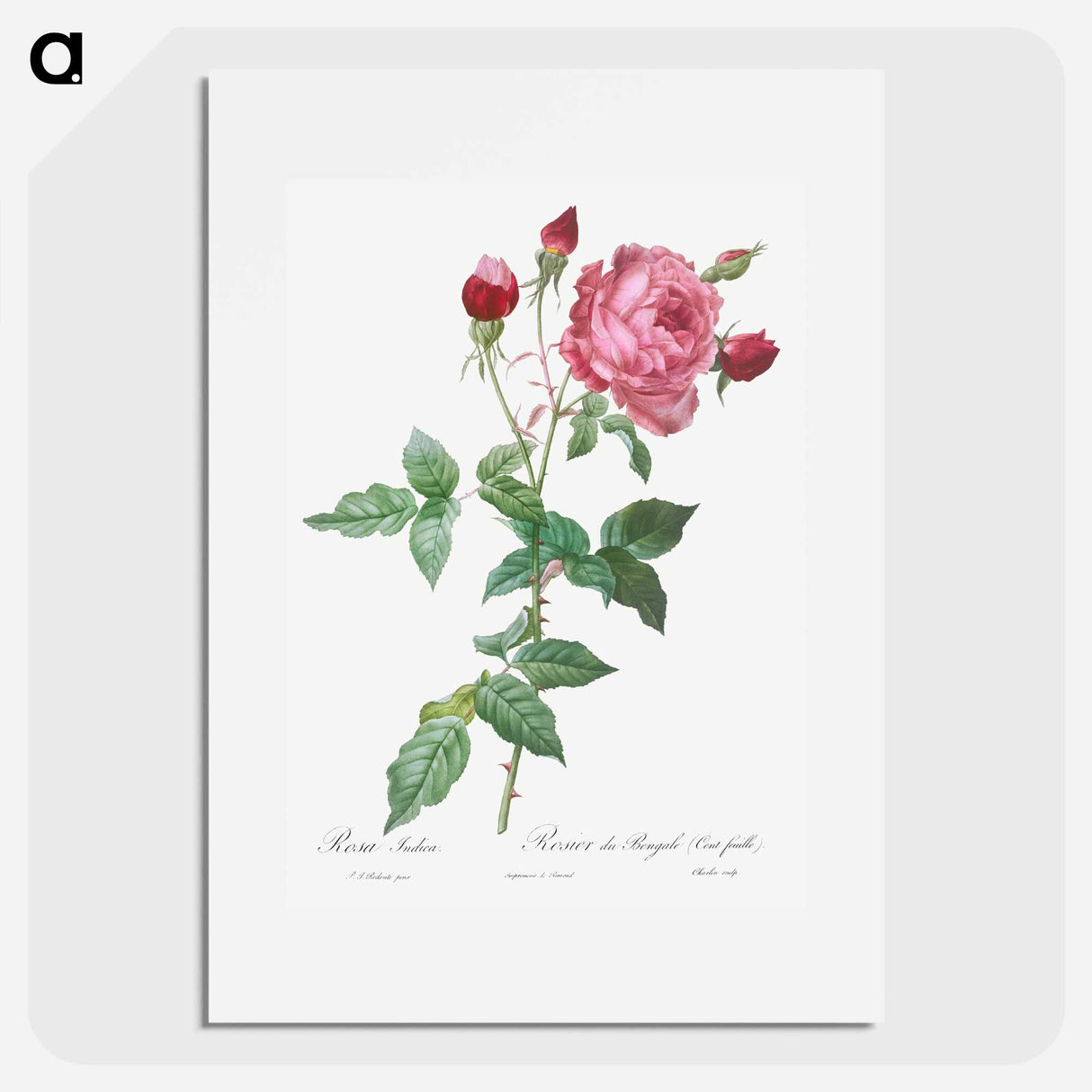 Provence Rose - ピエール ジョゼフ ルドゥーテ Poster.