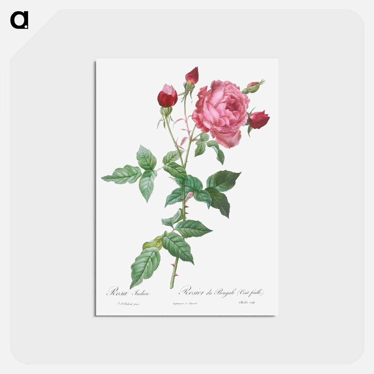 アートポストカード-Provence Rose - ピエール ジョゼフ ルドゥーテ Postcard.