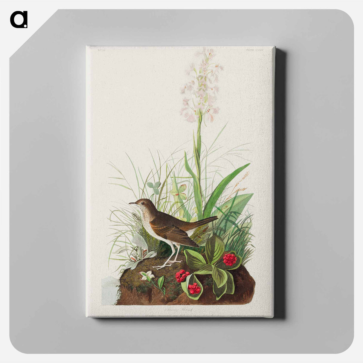 アートパネル-Tawny Thrush from Birds of America
- アメリカの鳥たち Canvas.