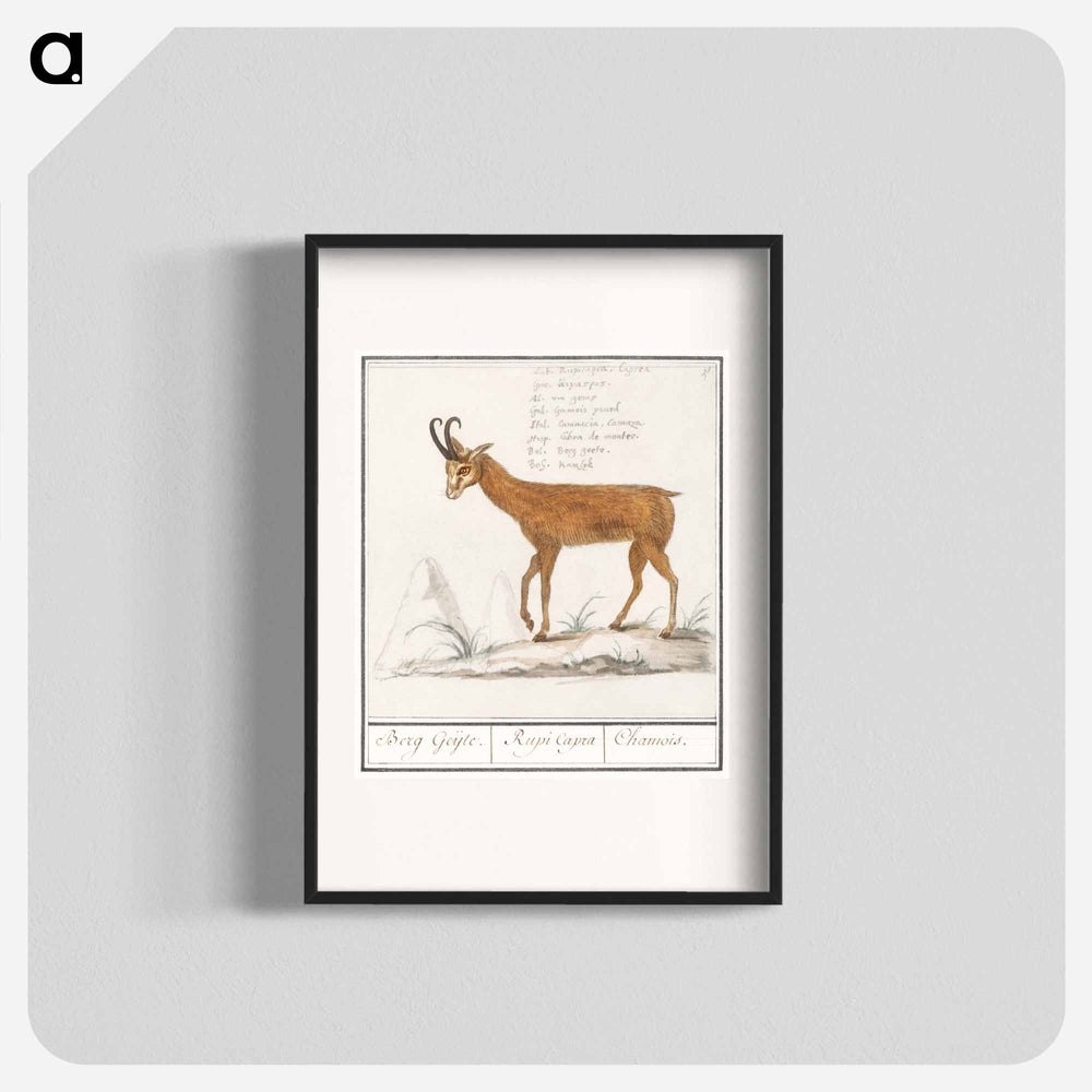 Gem, Rupicapra rupicapra - アンセルムス ボエティウス デ ブート Poster.