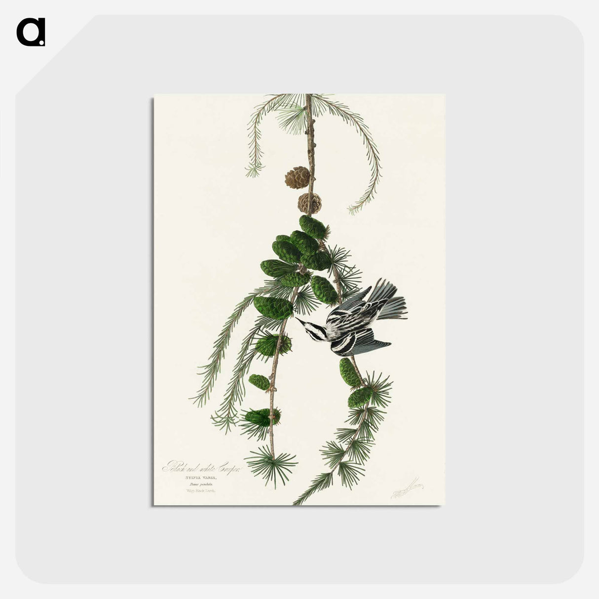 Black & White Creeper
- ジョン ジェームス オーデュボン Postcard.