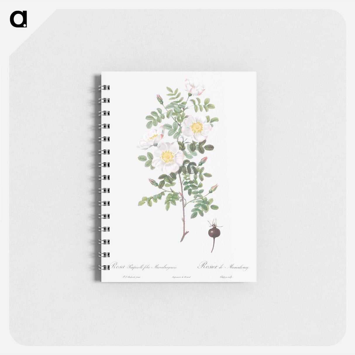 アートメモ帳-Burnet Rose, Rosa pimpinellifolia - ピエール ジョゼフ ルドゥーテ Memo.
