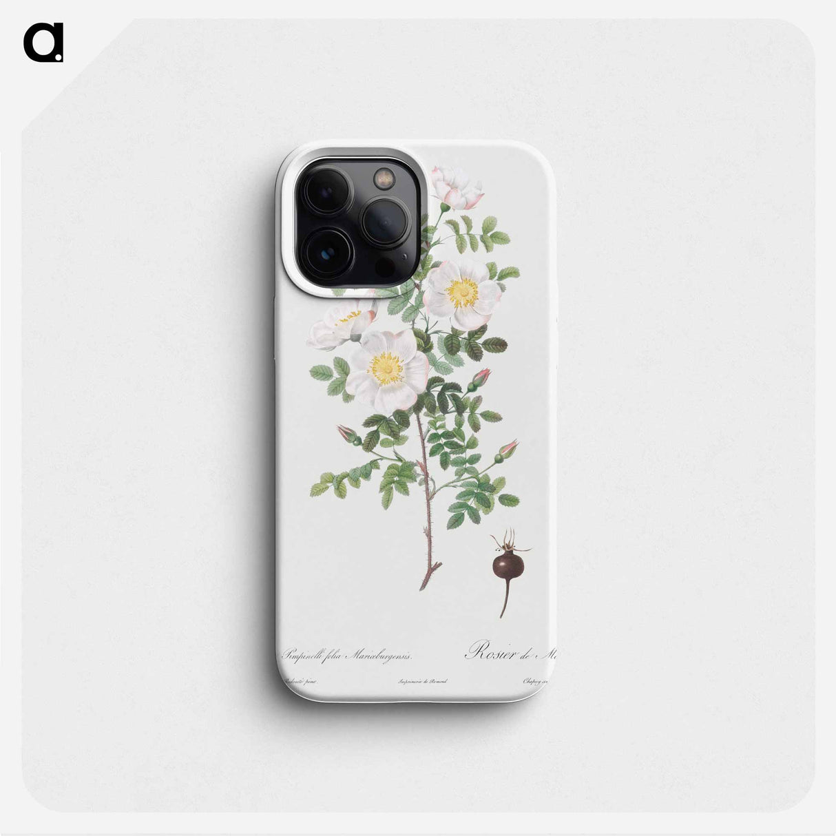 Burnet Rose, Rosa pimpinellifolia - ピエール ジョゼフ ルドゥーテ Phone Case.