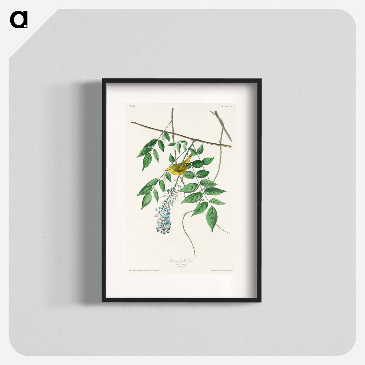 アートポスター-Blue-eyed yellow Warbler from Birds of America
- アメリカの鳥たち Poster.