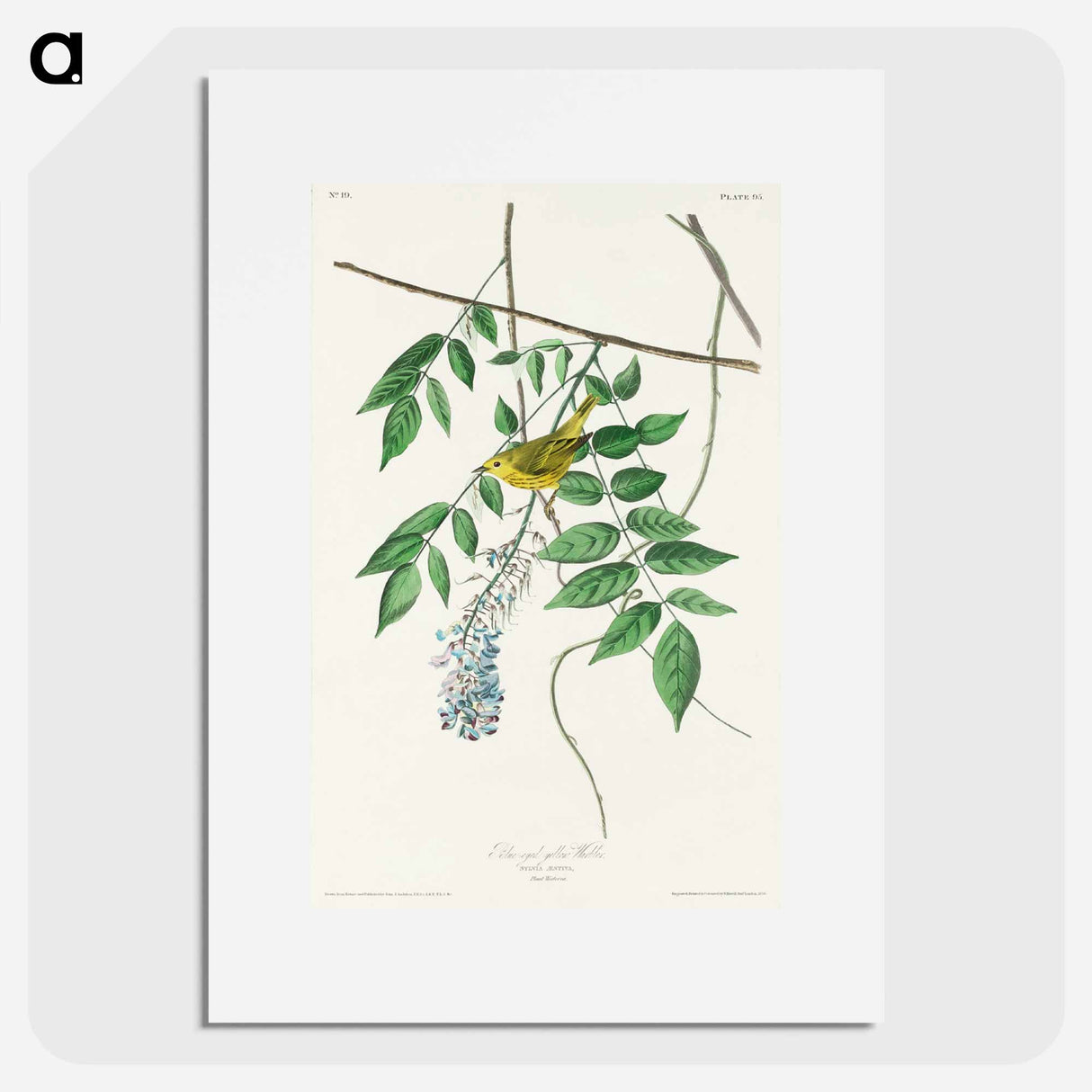 アートポスター-Blue-eyed yellow Warbler from Birds of America
- アメリカの鳥たち Poster.