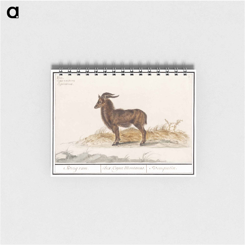 Alpine ibex - アンセルムス ボエティウス デ ブート Memo.