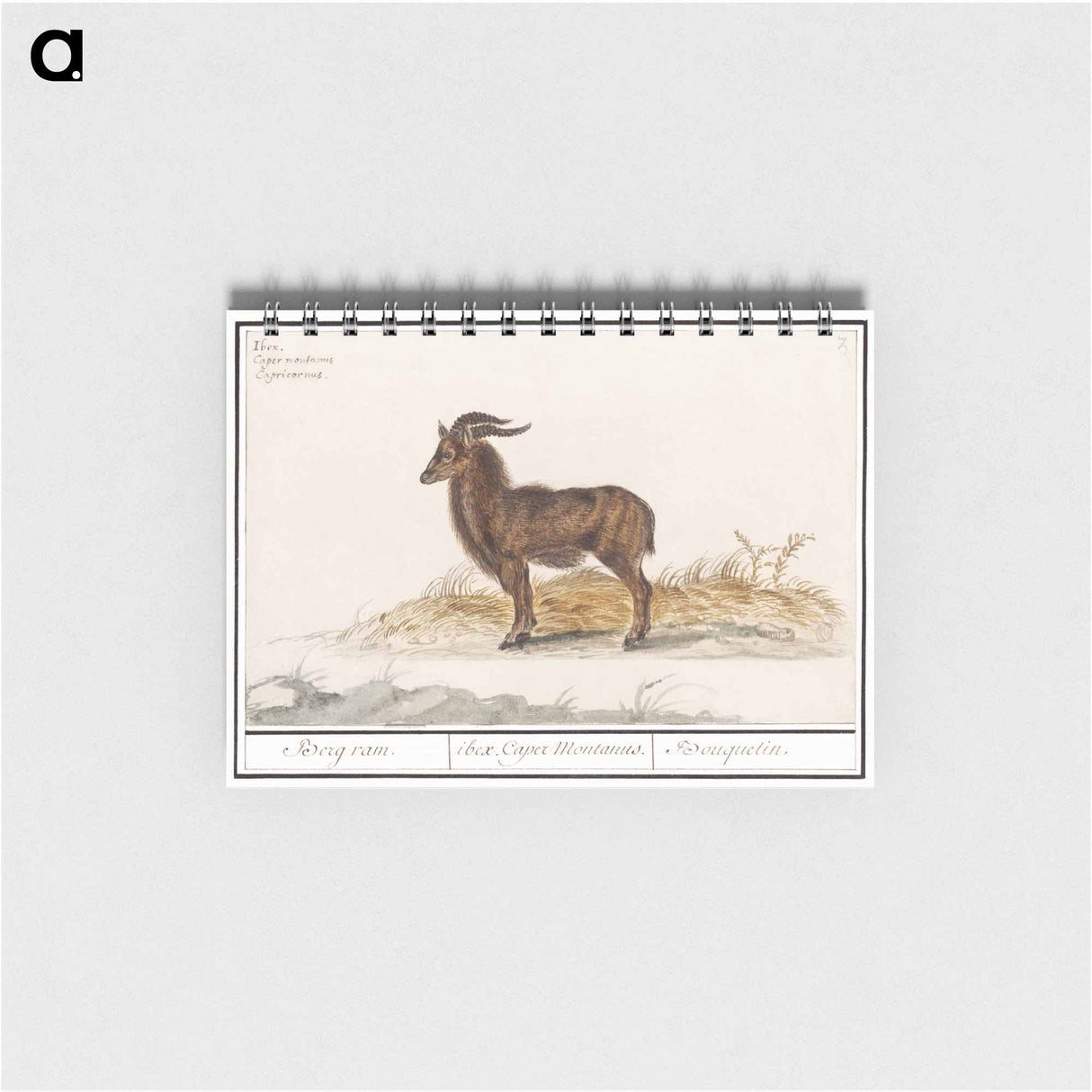 アートメモ帳-Alpine ibex - アンセルムス ボエティウス デ ブート Memo.