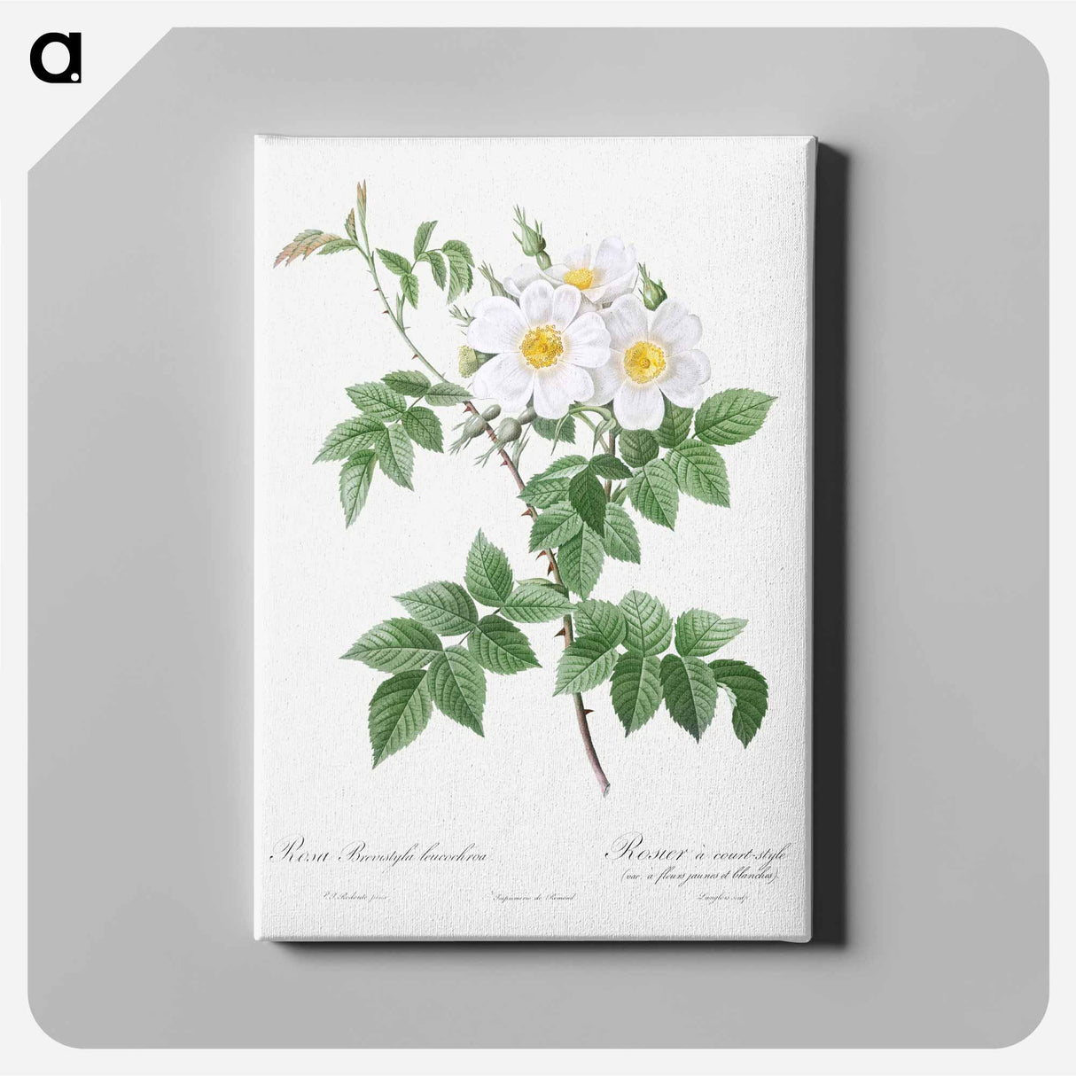 Short-styled rose with yellow and white flowers - Pierre Joseph Redouté Canvas.