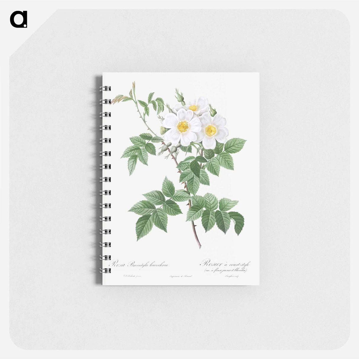 Short-styled rose with yellow and white flowers - ピエール ジョゼフ ルドゥーテ Memo.