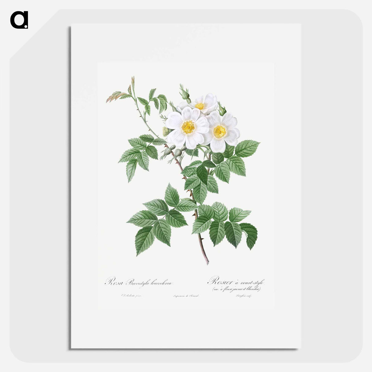 Short-styled rose with yellow and white flowers - Pierre Joseph Redouté Poster.
