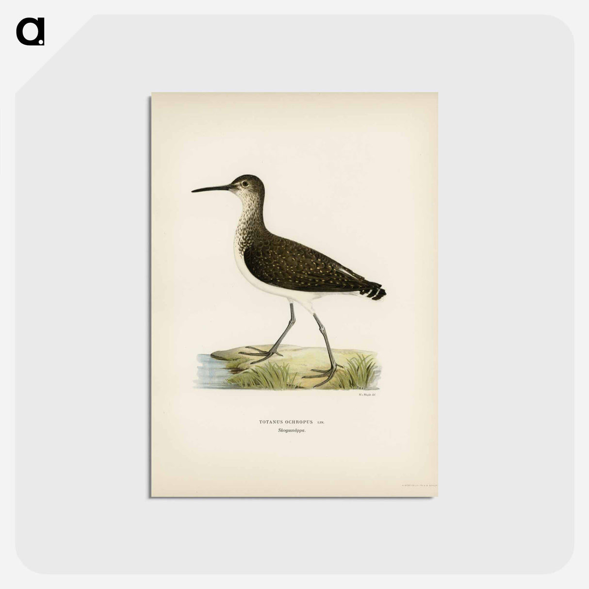 アートポストカード-Green Sandpiper
- スヴェンスカ フォグラル Postcard.