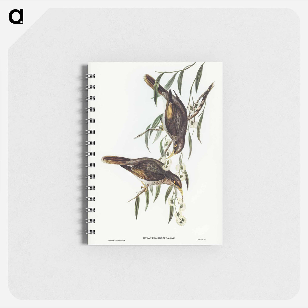 アートメモ帳-Sombre Honey-eater
- オーストラリアの鳥 Memo.