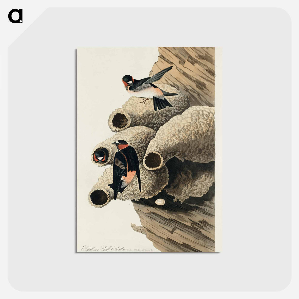 アートポストカード-Republican, or Cliff Swallow from Birds of America
- アメリカの鳥たち Postcard.