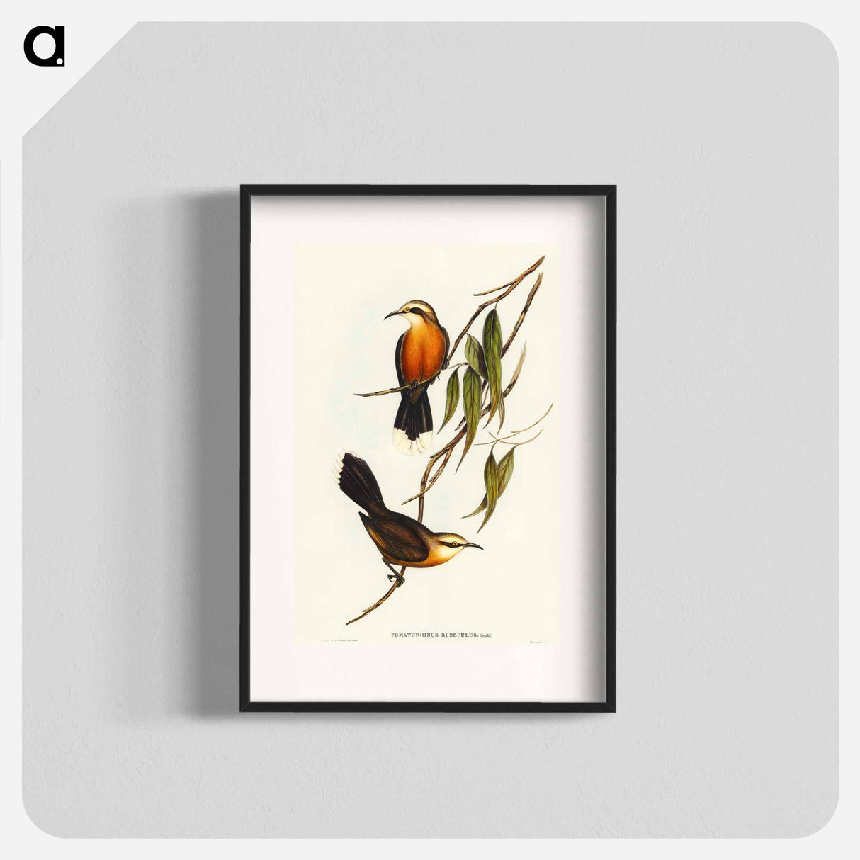 アートポスター-Red-breasted Pomatorhinus
- オーストラリアの鳥 Poster.