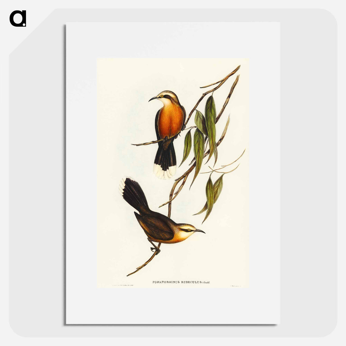 Red-breasted Pomatorhinus
- オーストラリアの鳥 Poster.