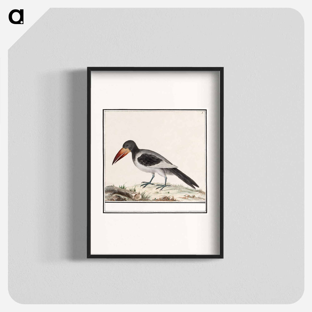 Unknown bird - アンセルムス ボエティウス デ ブート Poster.