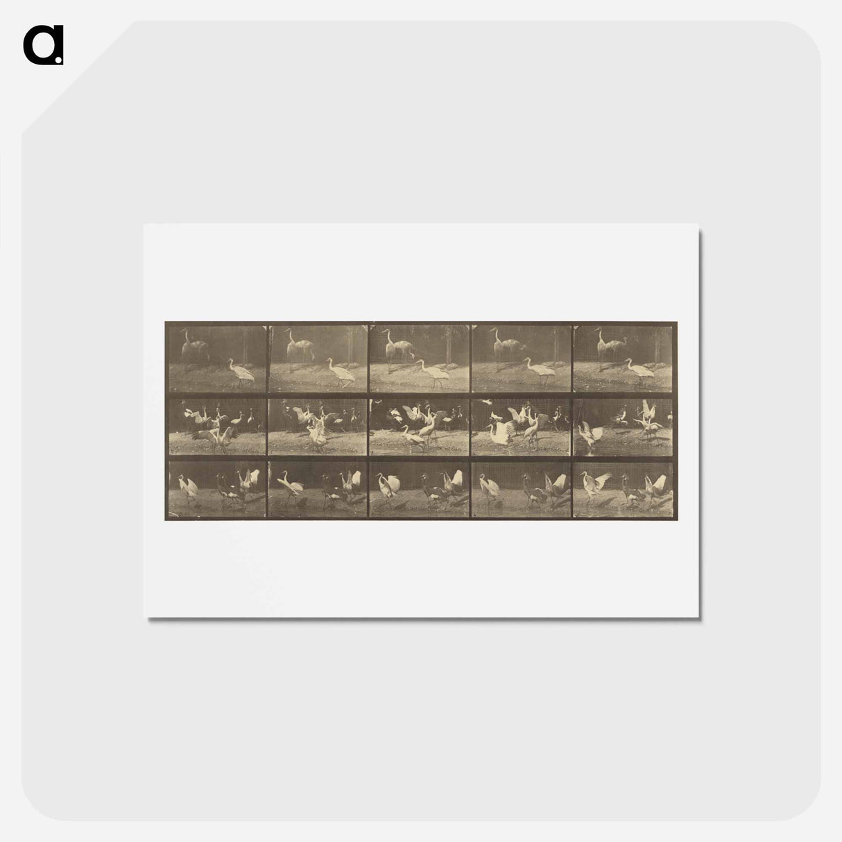 アートポストカード-Animal Locomotion
- エドワード マイブリッジ Postcard.