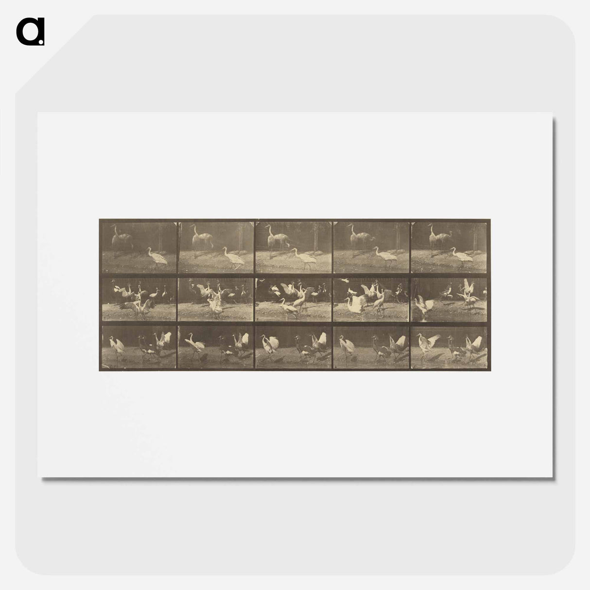 アートポスター-Animal Locomotion
- エドワード マイブリッジ Poster.