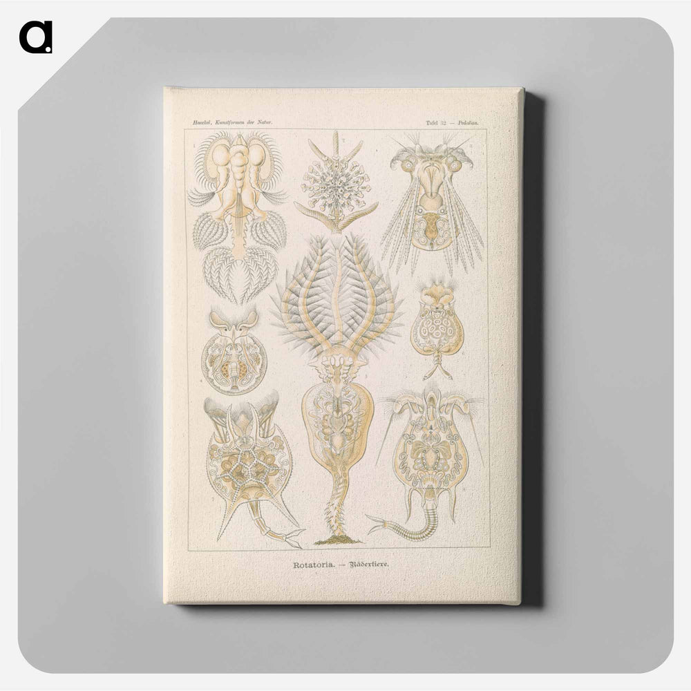 Marine life illustration - エルンスト ヘッケル Canvas.