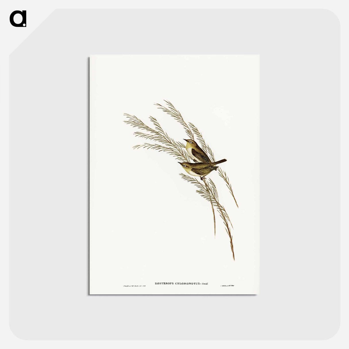 アートポストカード-Green-backed Zosterops
- ジョン グールド Postcard.