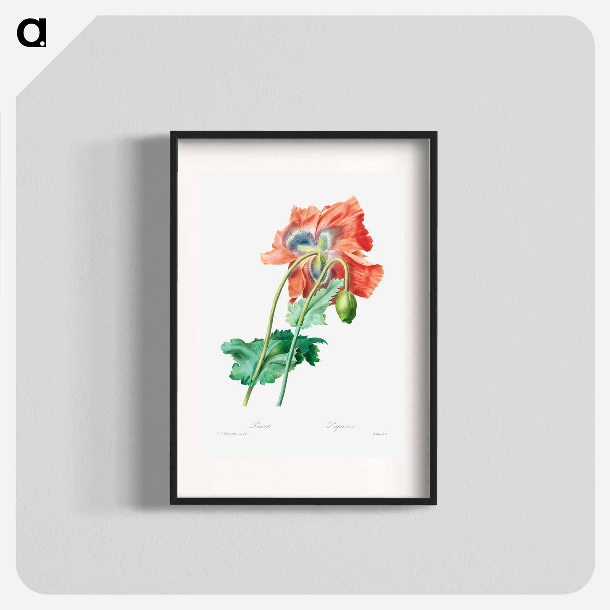 Poppy - ピエール ジョゼフ ルドゥーテ Poster.