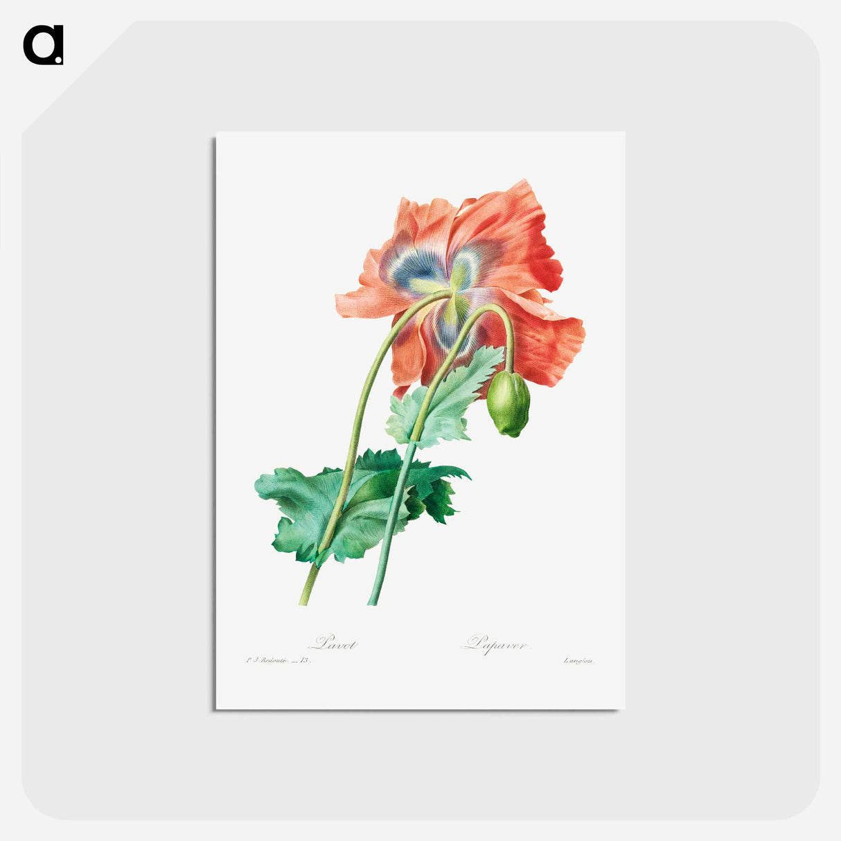 アートポストカード-Poppy - ピエール ジョゼフ ルドゥーテ Postcard.