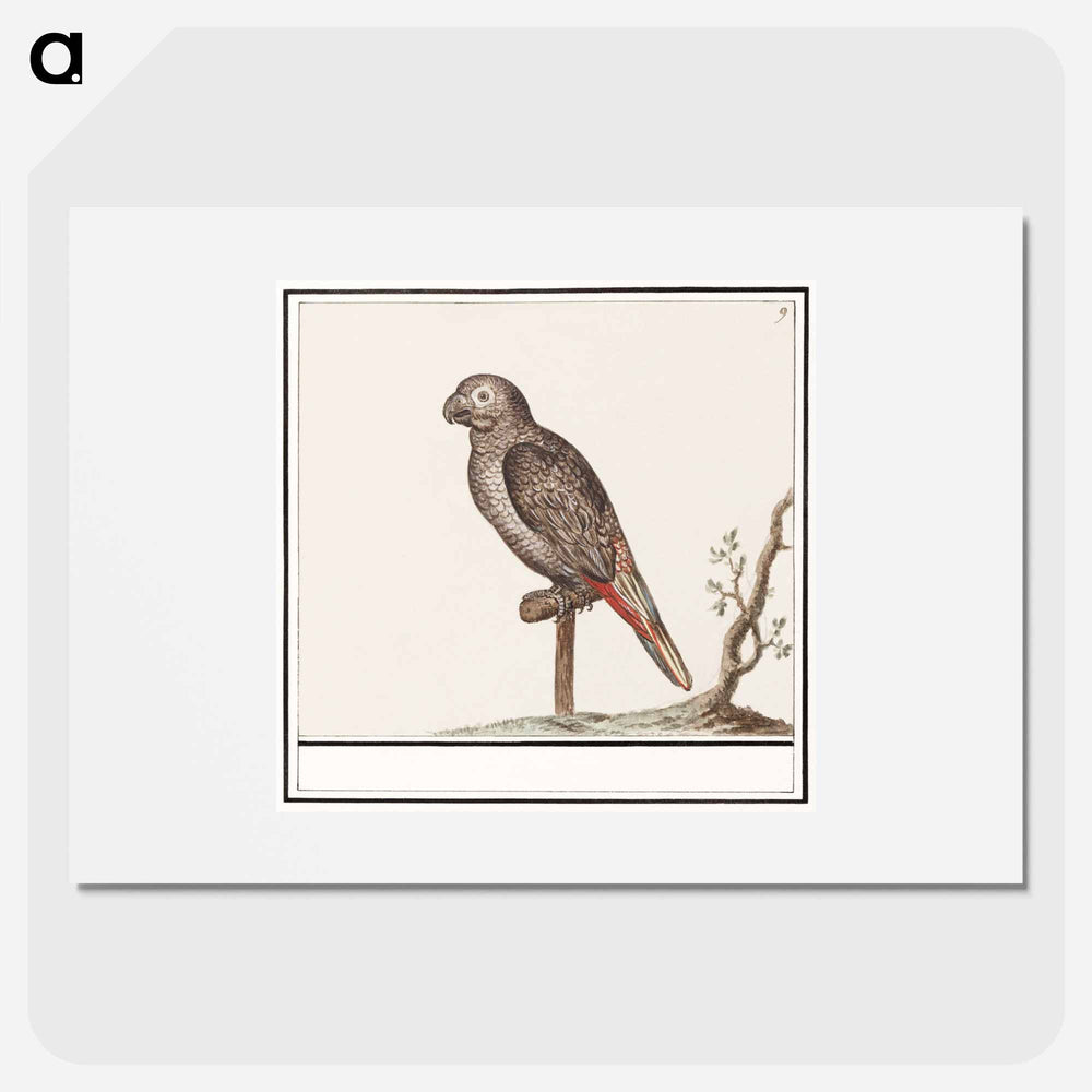 Parrot - アンセルムス ボエティウス デ ブート Poster.