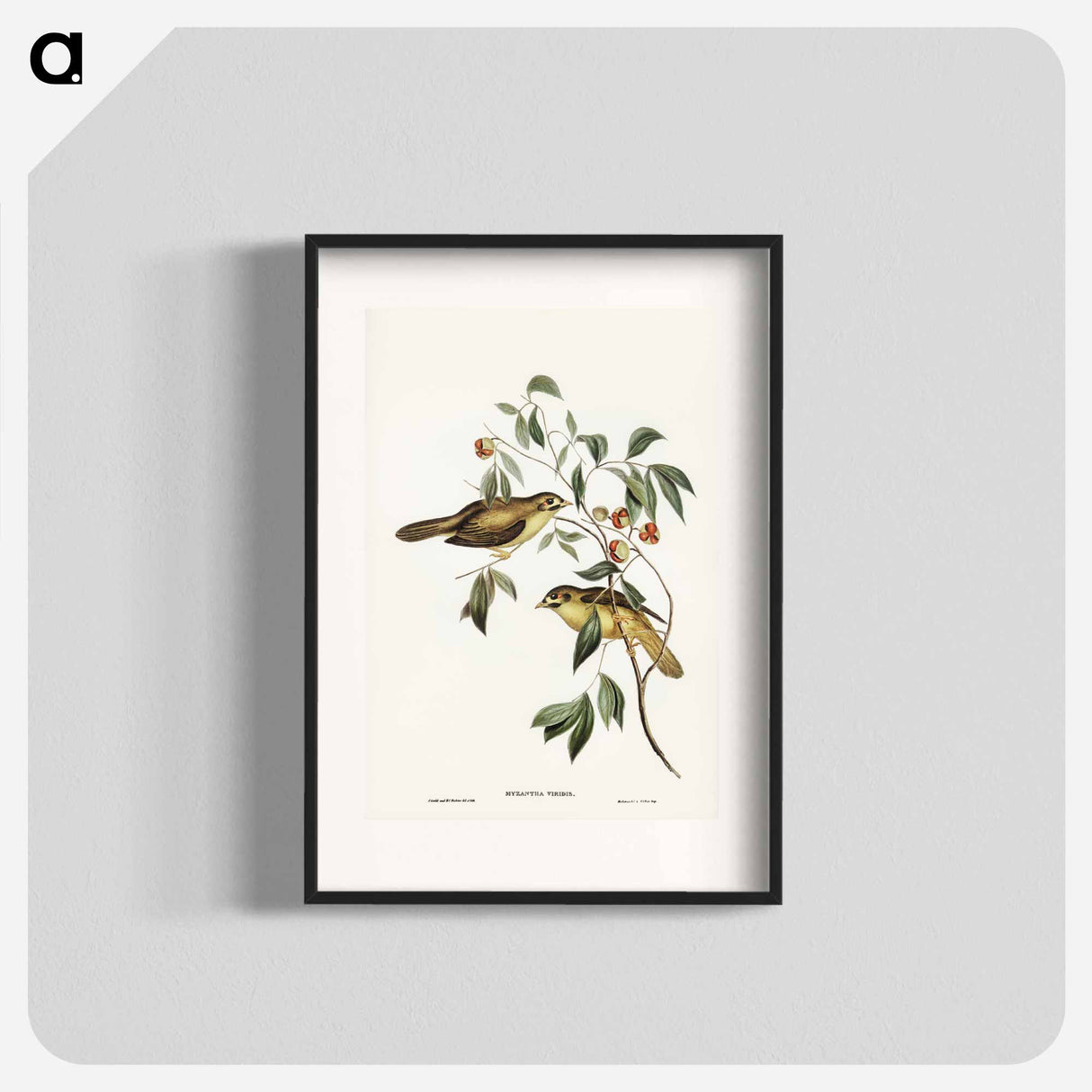 アートポスター-Australian Bell Bird
- ジョン グールド Poster.