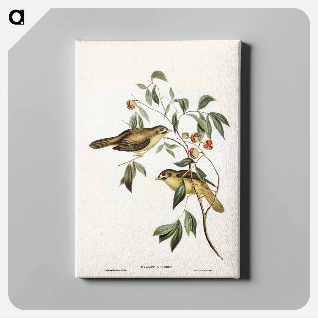 アートパネル-Australian Bell Bird
- ジョン グールド Canvas.